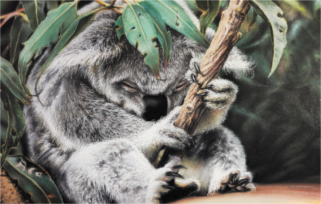 Main image Hüter des Eukalyptus